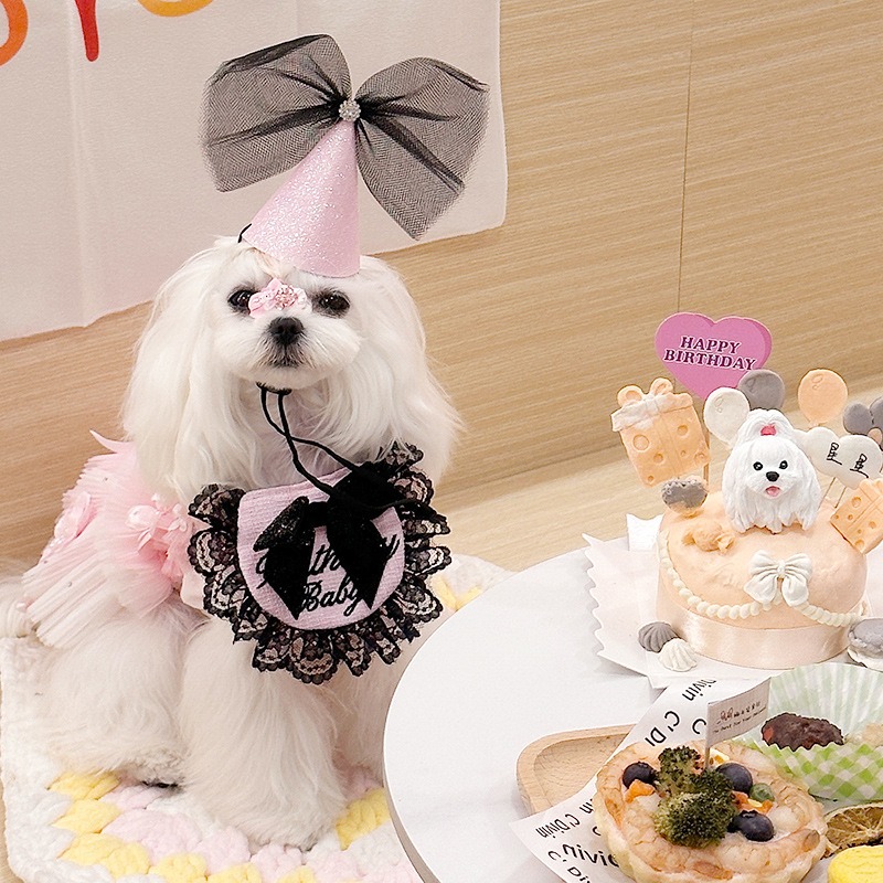 강아지 고양이 생일 파티 벌스데이 생파블핑 모자세트
